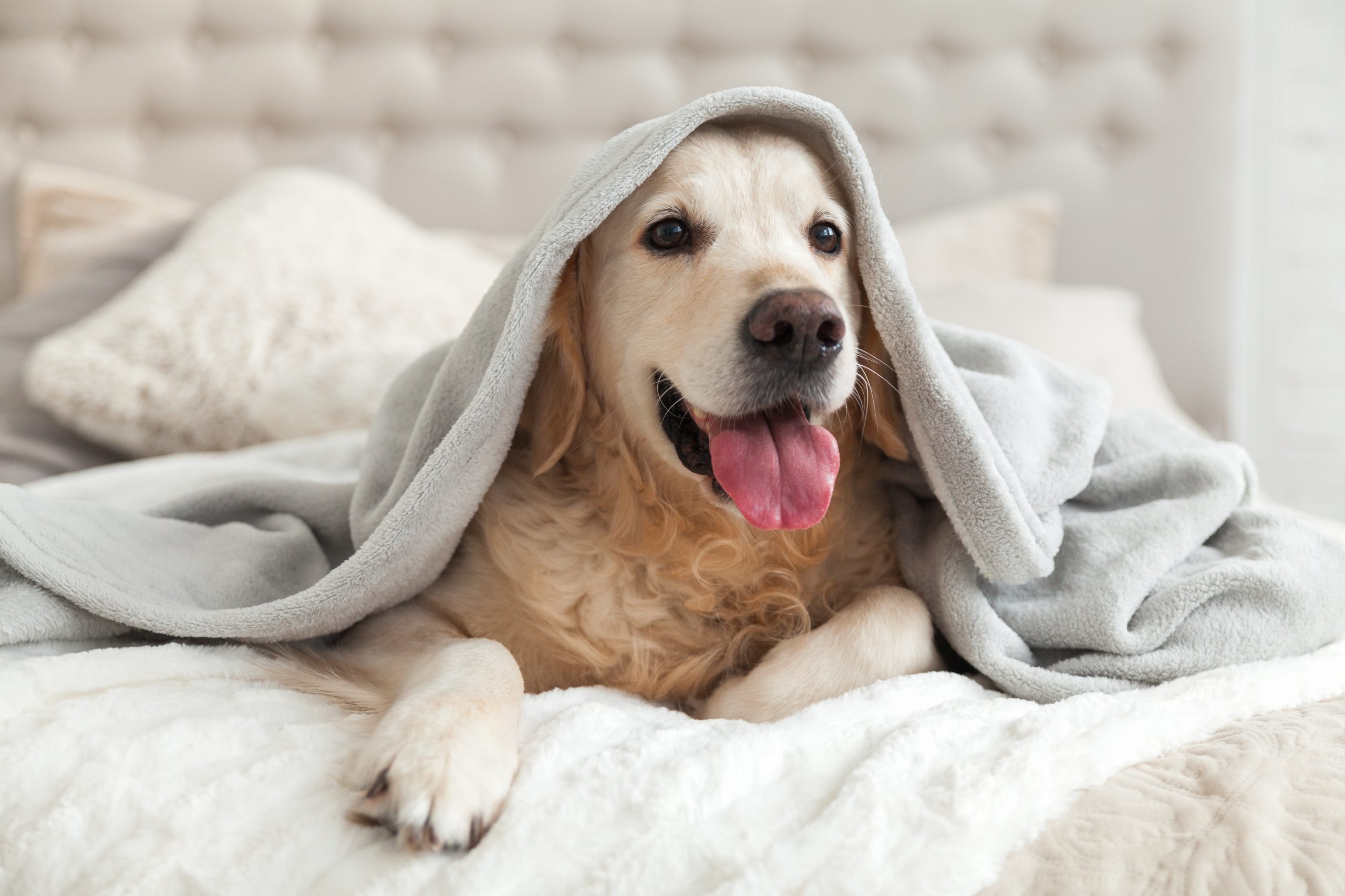Cozy Dog in Warm Home