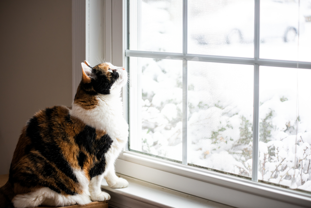 cat looking out window of home during snowy winter