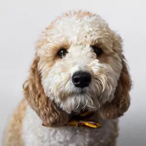 Fido